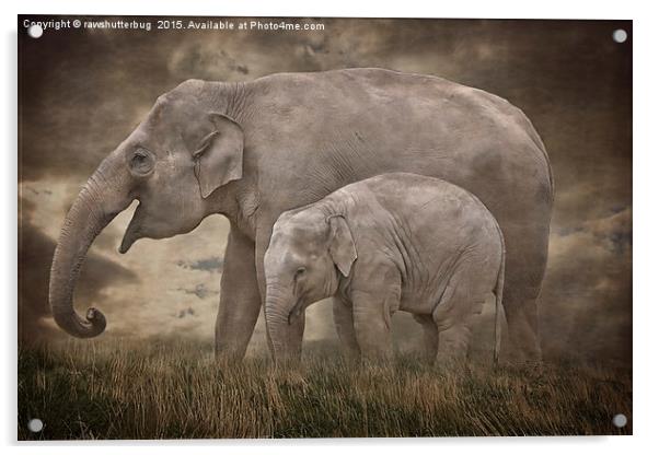 Elephant Mother and Calf Acrylic by rawshutterbug 