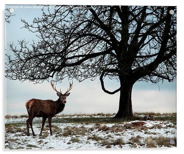  Richmond Park Deer Acrylic by Jamie Mitchell
