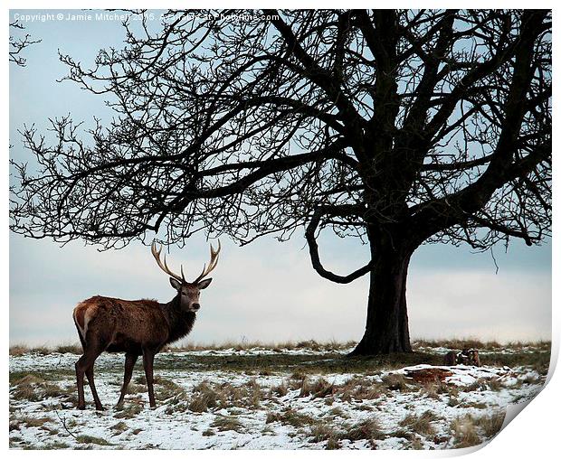  Richmond Park Deer Print by Jamie Mitchell