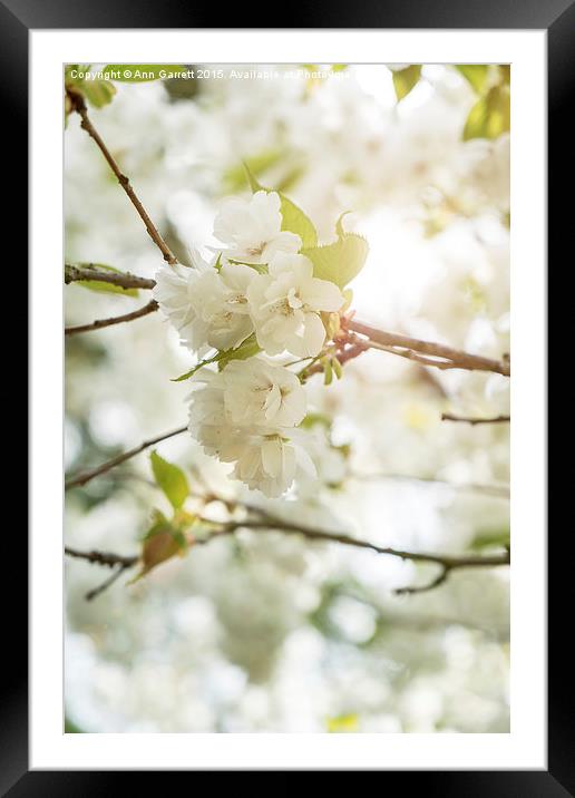 Blossom Glow Framed Mounted Print by Ann Garrett