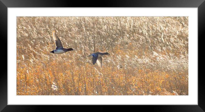  Birds in flight at Martin Mere Framed Mounted Print by Rob Medway