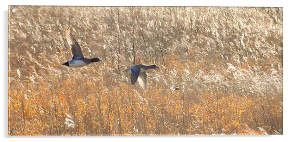  Birds in flight at Martin Mere Acrylic by Rob Medway
