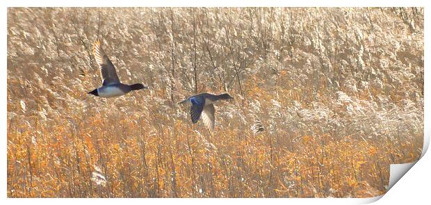  Birds in flight at Martin Mere Print by Rob Medway
