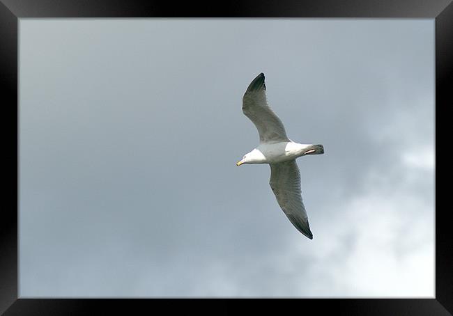 Herring Gull in flight Framed Print by Chris Day