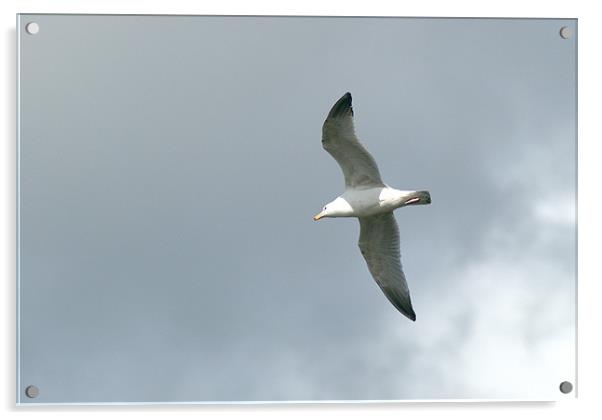 Herring Gull in flight Acrylic by Chris Day