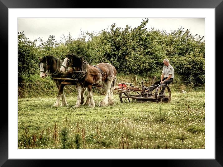  Working shire horses in Ireland Framed Mounted Print by Rob Medway