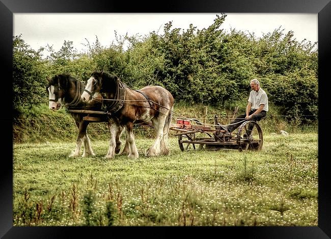 Working shire horses in Ireland Framed Print by Rob Medway