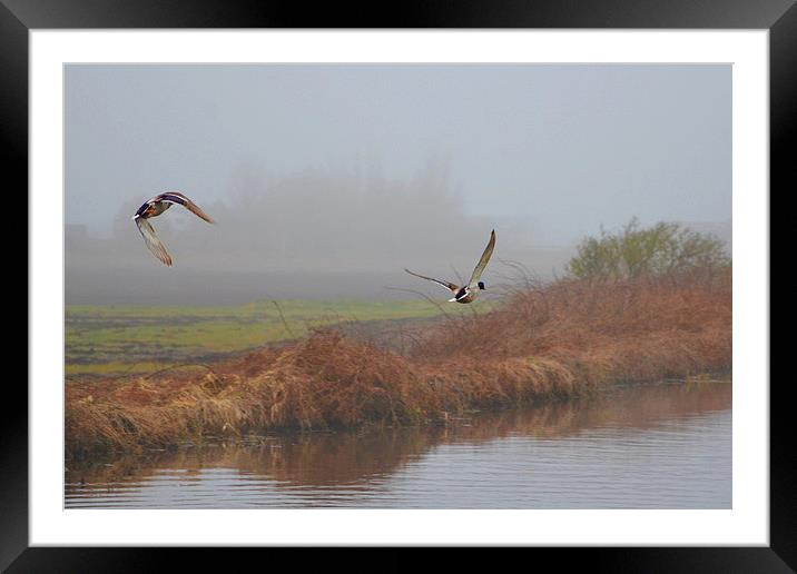  Misty morning flight Framed Mounted Print by Rob Medway