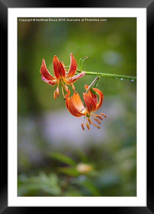 Spring Floral 1 - Lily Framed Mounted Print by Matthew Bruce