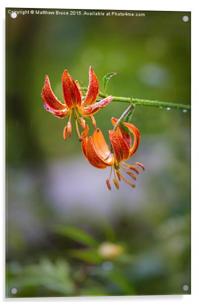 Spring Floral 1 - Lily Acrylic by Matthew Bruce