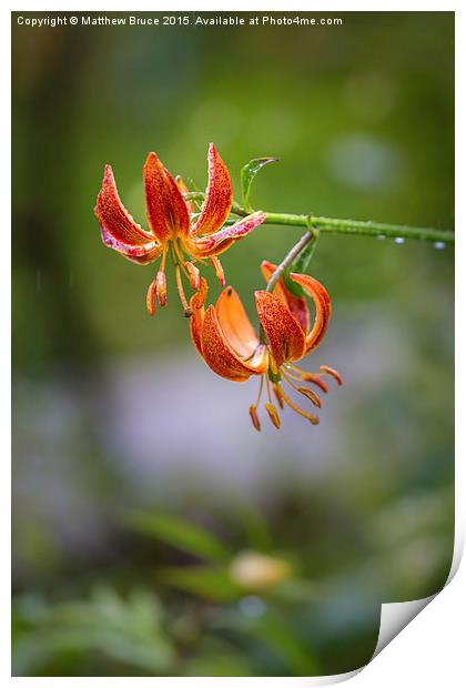 Spring Floral 1 - Lily Print by Matthew Bruce
