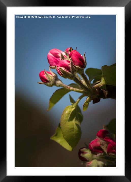 Spring Floral 3 - Apple blossom Framed Mounted Print by Matthew Bruce