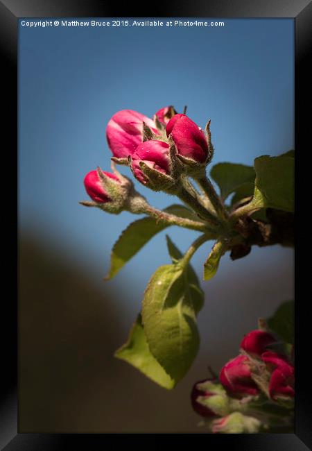 Spring Floral 3 - Apple blossom Framed Print by Matthew Bruce