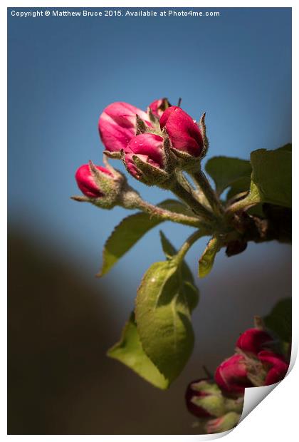 Spring Floral 3 - Apple blossom Print by Matthew Bruce