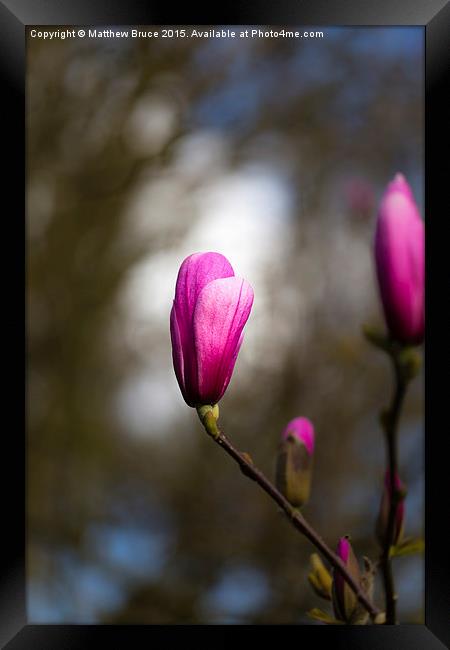  Spring Floral 4 - Magnolia Framed Print by Matthew Bruce