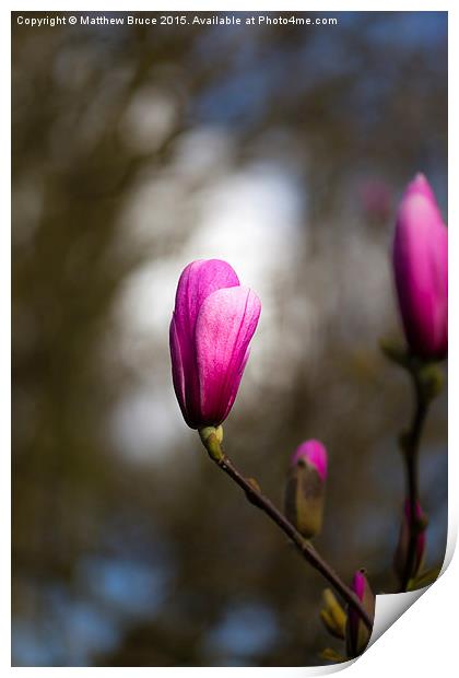  Spring Floral 4 - Magnolia Print by Matthew Bruce