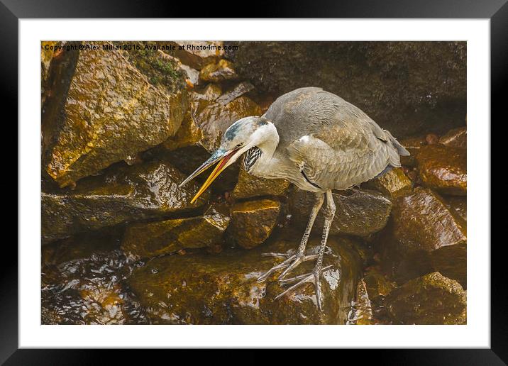  Grey Heron Framed Mounted Print by Alex Millar