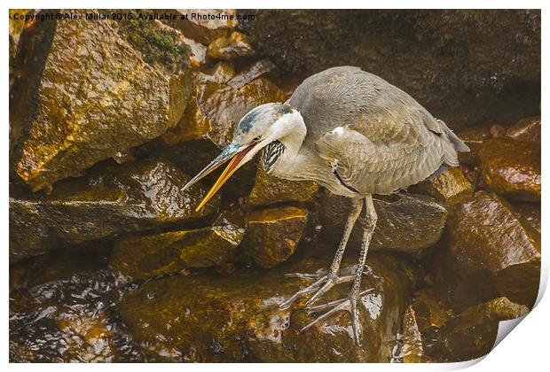  Grey Heron Print by Alex Millar