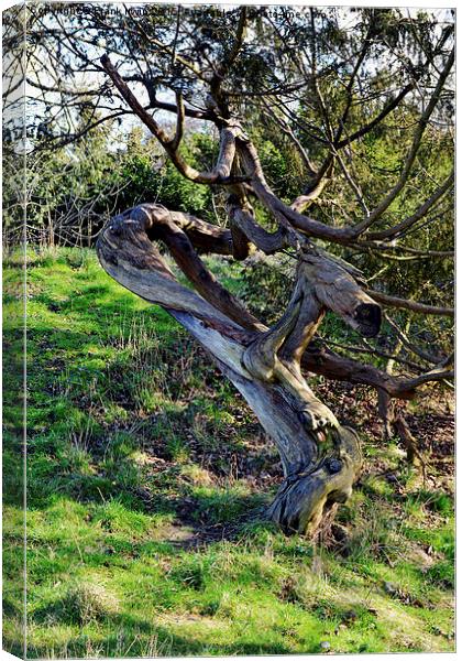  Old twisted tree Canvas Print by Frank Irwin