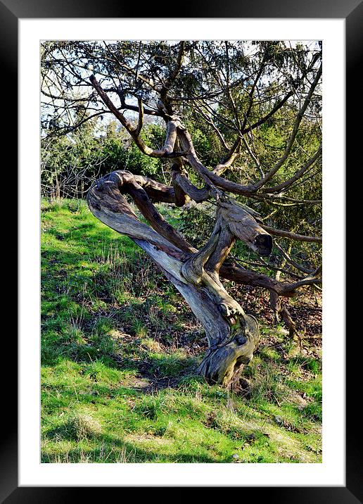  Old twisted tree Framed Mounted Print by Frank Irwin