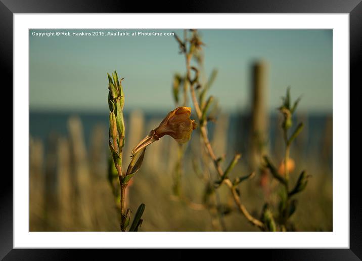  Dune Flower  Framed Mounted Print by Rob Hawkins