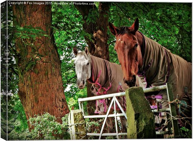  horses at the gate Canvas Print by Derrick Fox Lomax