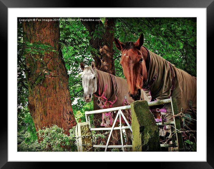  horses at the gate Framed Mounted Print by Derrick Fox Lomax