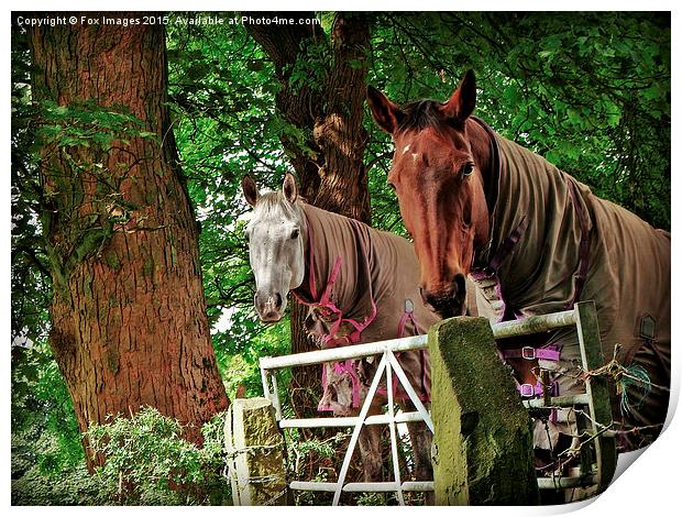  horses at the gate Print by Derrick Fox Lomax