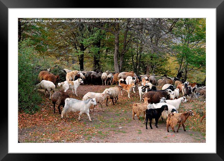 A flock of  Sheep grazing in jungle, Framed Mounted Print by Ali asghar Mazinanian