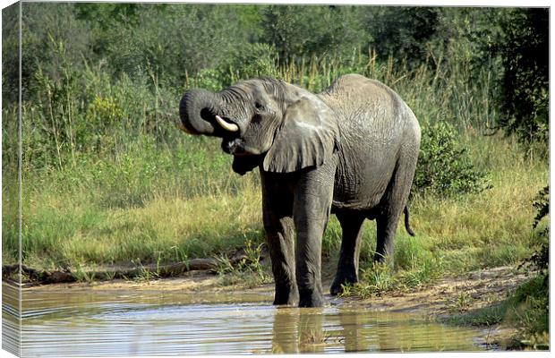 Elephant Drinking Canvas Print by Tony Murtagh