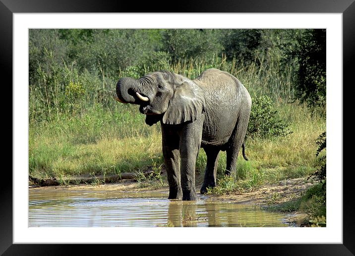 Elephant Drinking Framed Mounted Print by Tony Murtagh