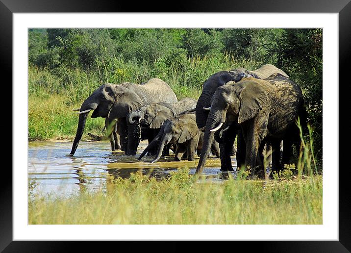 Elephants at the Waterhole   Framed Mounted Print by Tony Murtagh