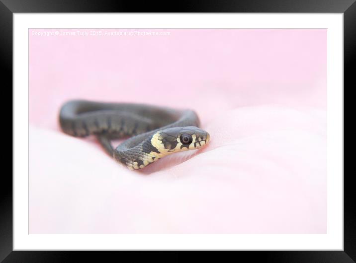 The beauty of snakes Framed Mounted Print by James Tully