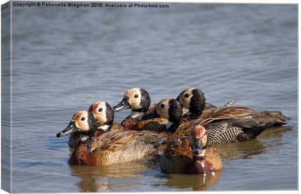 White faced Whistling Ducks Canvas Print by Petronella Wiegman