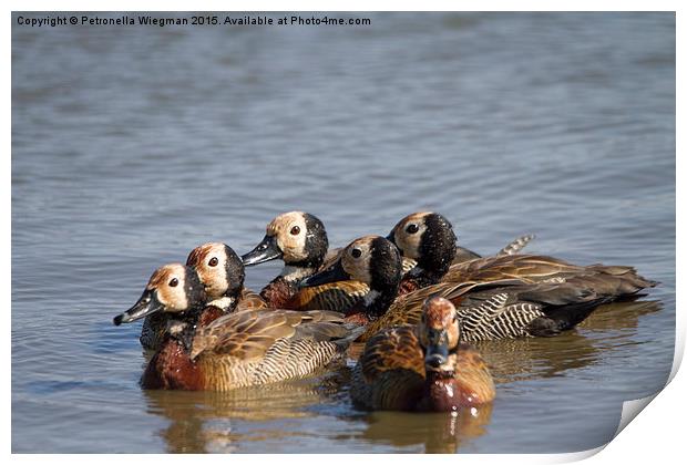 White faced Whistling Ducks Print by Petronella Wiegman