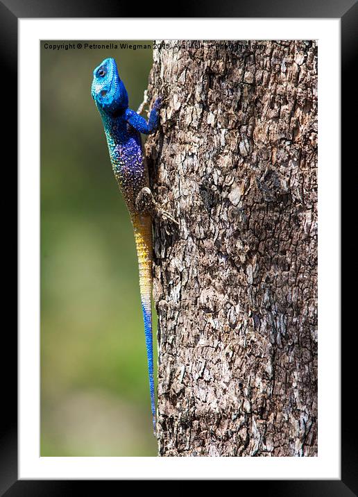 Blue headed Agama Framed Mounted Print by Petronella Wiegman