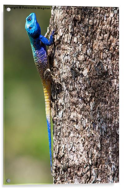 Blue headed Agama Acrylic by Petronella Wiegman