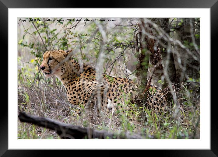 Cheetah Framed Mounted Print by Petronella Wiegman