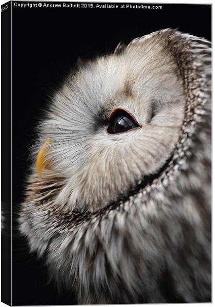  Ural Owl. Canvas Print by Andrew Bartlett