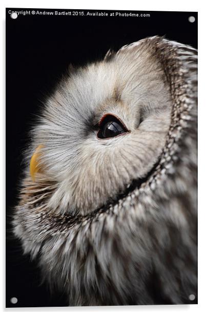  Ural Owl. Acrylic by Andrew Bartlett