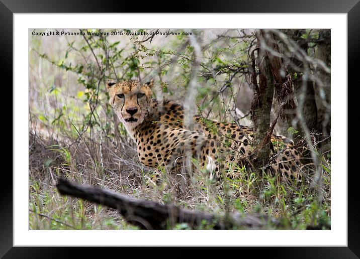  Cheetah Framed Mounted Print by Petronella Wiegman