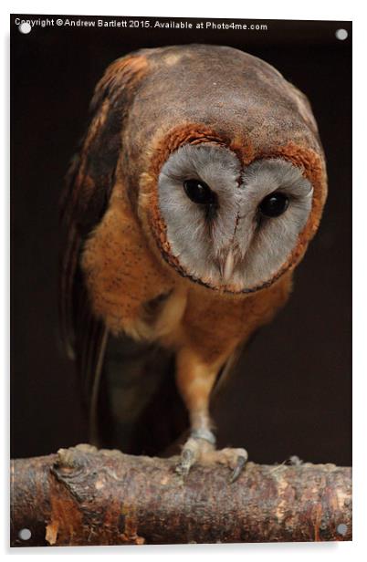 Ashy Faced Barn Owl Acrylic by Andrew Bartlett