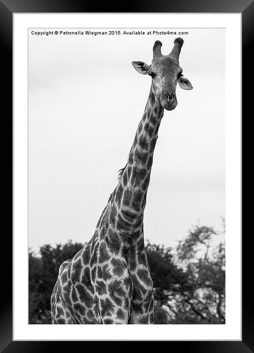 Giraffe Framed Mounted Print by Petronella Wiegman