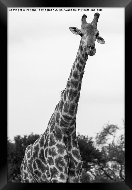 Giraffe Framed Print by Petronella Wiegman