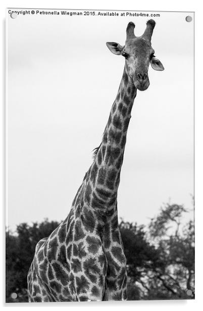 Giraffe Acrylic by Petronella Wiegman