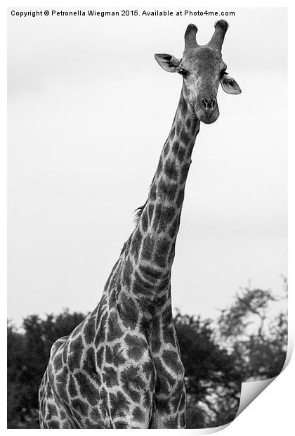 Giraffe Print by Petronella Wiegman