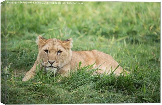  Female African Lion Cub Canvas Print by Andrew Bartlett