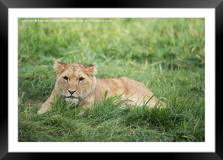  Female African Lion Cub Framed Mounted Print by Andrew Bartlett