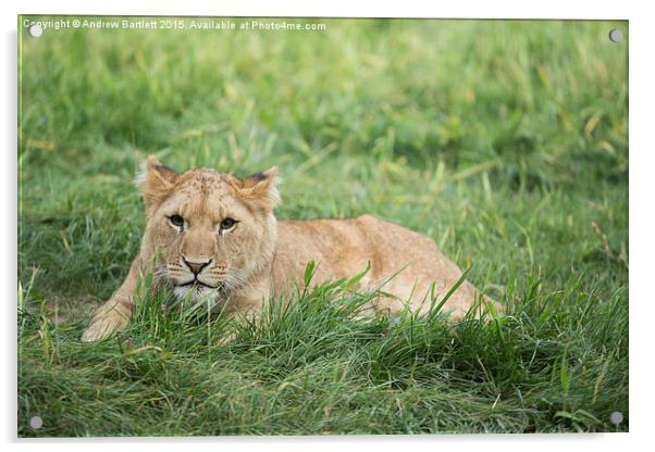  Female African Lion Cub Acrylic by Andrew Bartlett