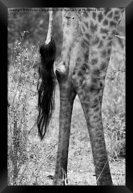  Giraffes tail Framed Print by Petronella Wiegman